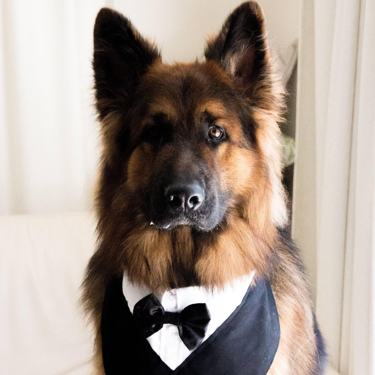 Источник https://animals.pibig.info/uploads/posts/2023-04/1681777338_animals-pibig-info-p-nemetskaya-ovcharka-shou-zhivotnie-pintere-53.jpg