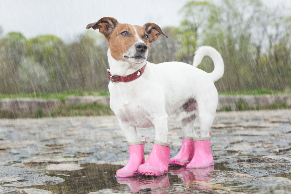 Собака под дождём 