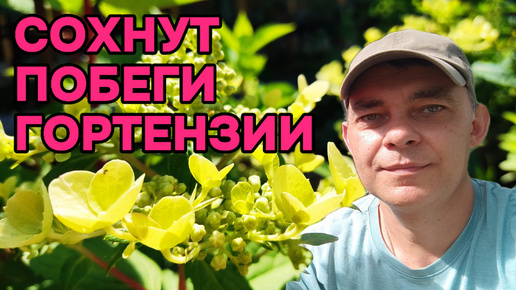 😱 Гортензия СОхнет! Что я делаю НЕ ТАК?! 🌸 Сухие побеги на гортензии? Я знаю, что делать!