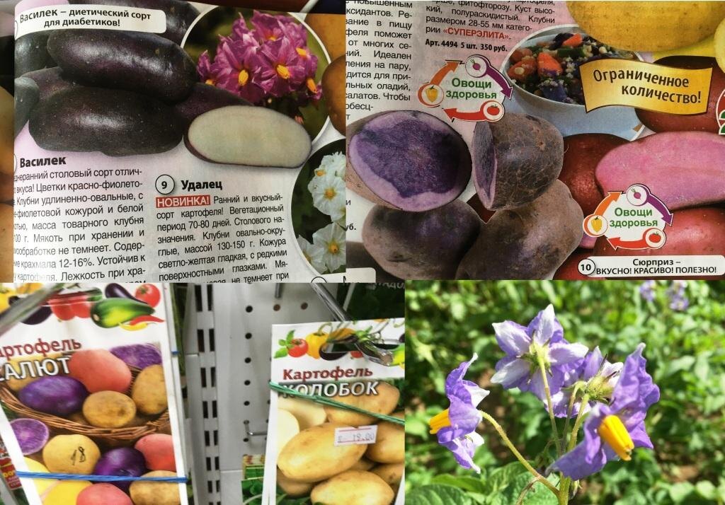 Коллаж автора. Тут я соединила все варианты картофельной синевы: Когда синяя только кожура, а мякоть белая, когда полностью синяя картошка и синие цветочки сорта Синеглазка.