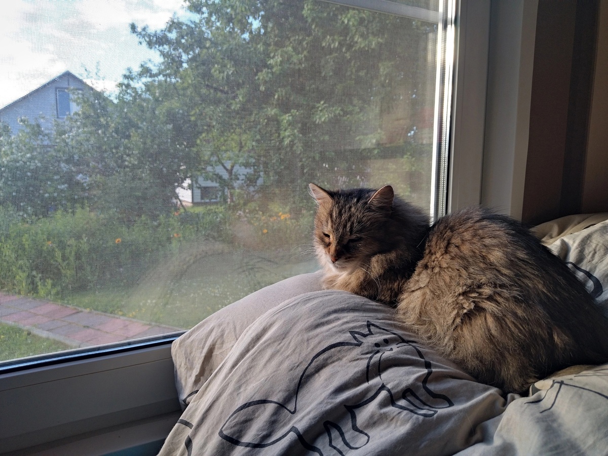 Мафею не интересны зелень и цветочки. Для него это - терра инкогнита, полная опасностей