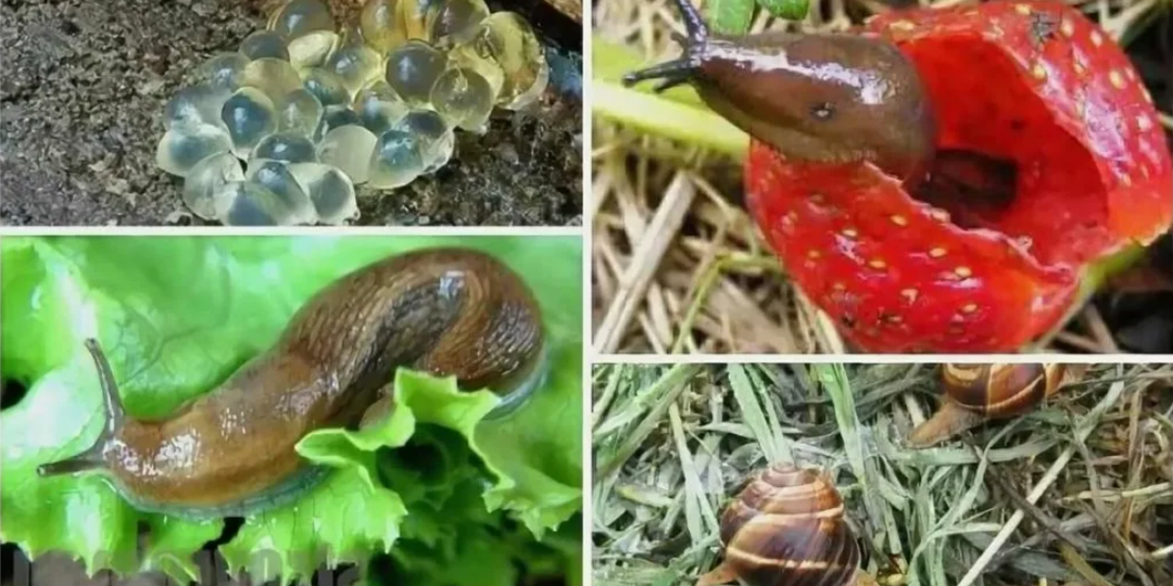 Слизней как не бывало: Нашла советский трюк для быстрого избавления от вредителей