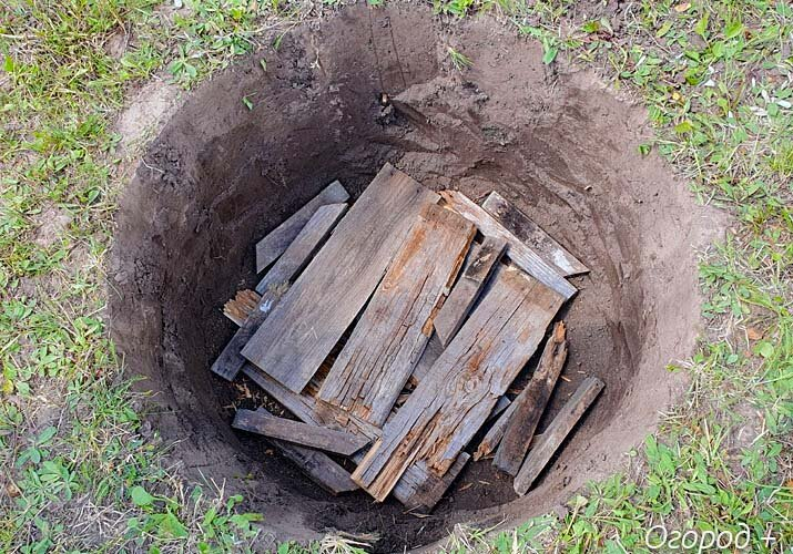 Яма для голубики