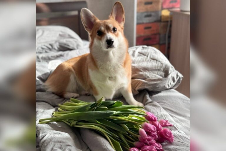    С 1 июля в Оренбуржье домашние животные подлежат обязательной регистрации Марина Шарт