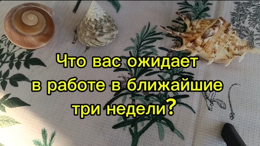 Что вас ожидает на работе в ближайшие три недели? Гадание на картах Таро на будущее