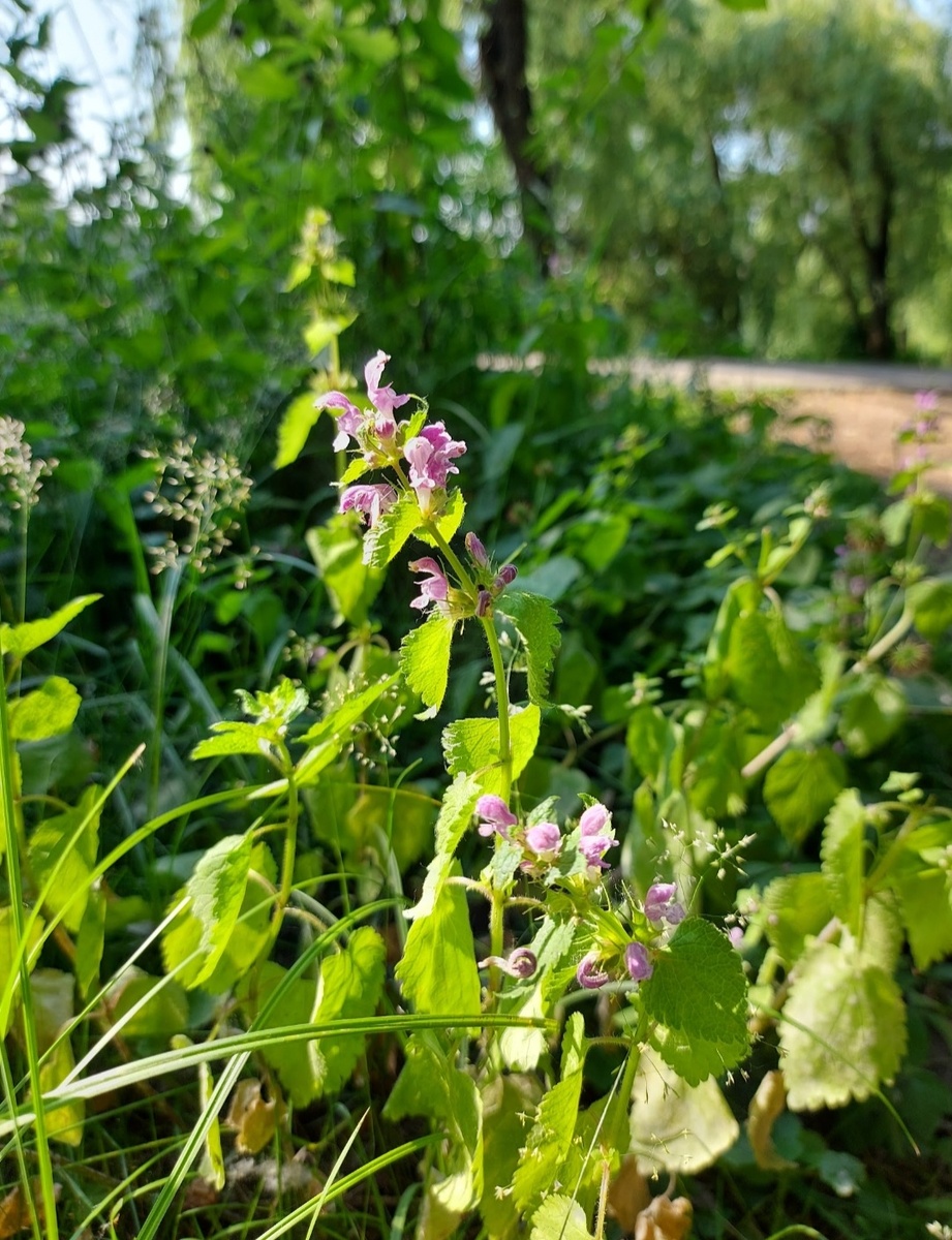 Фото сделано в одном из парков Москвы