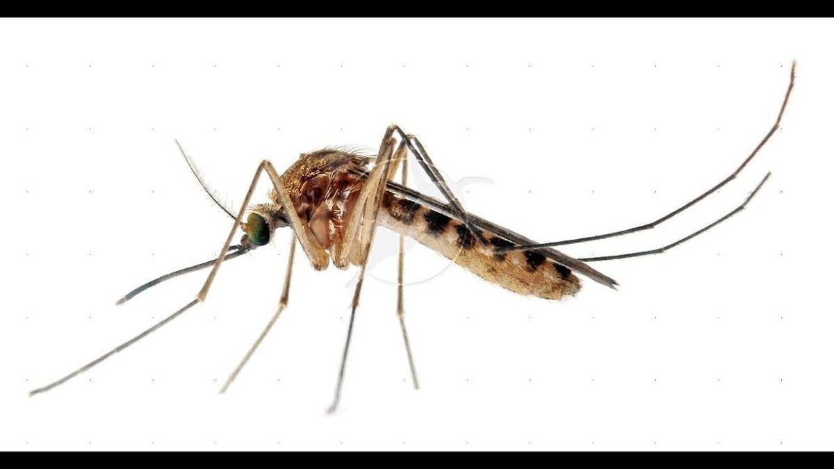 Комар во всей красе