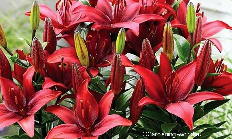 Чем подкормить лилии — 2 важные подкормки для красочного цветения