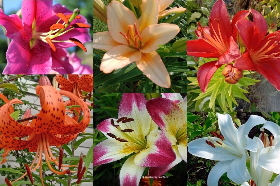 Мои лилии - здесь только их часть. Фото автора.