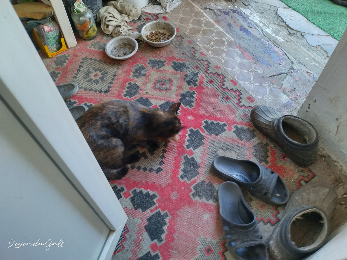 Цыпу плохо видно, она под кошкой вся... Только клюв торчит