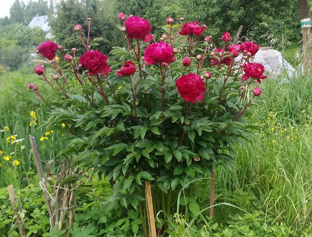 пион на моем участке