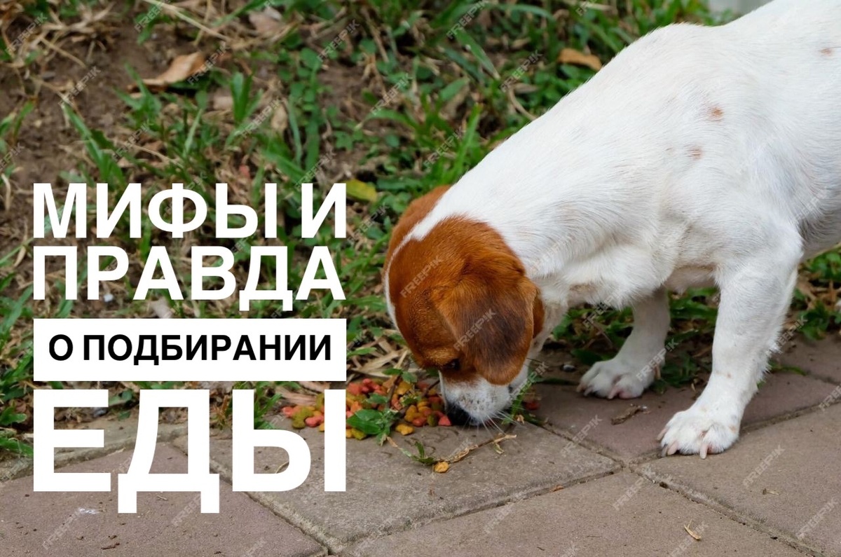 Крикну «фу» а в ответ тишина 