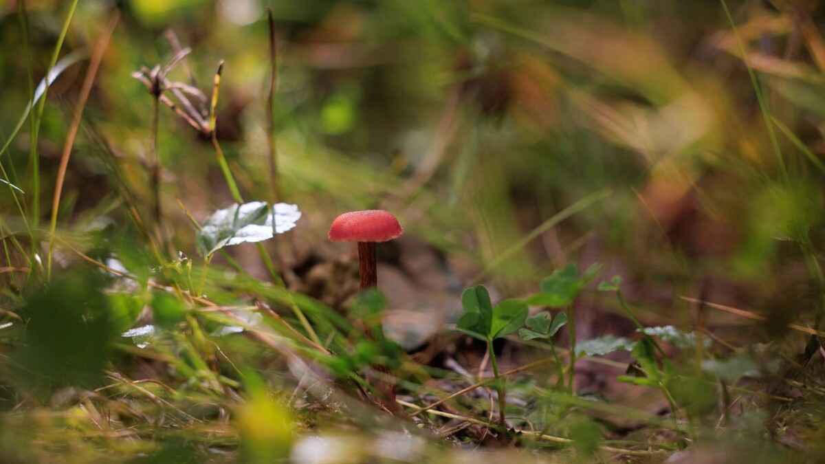 В лесах у Губкинского появились первые грибы. Местная жительница рассказала о найденном 27 июня красноголовике в telegram-канале «Берлога 89». «В Губкинском сегодня нашли первый красноголовик.