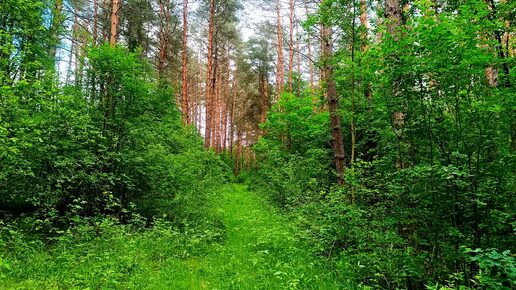 УСПОКАИВАЮЩИЕ ЗВУКИ ПРИРОДЫ. ПЕНИЕ ПТИЦ В ЛЕСУ ДЛЯ СНА. ЗВУКИ ПРИРОДЫ ДЛЯ ОТДЫХА И СНА