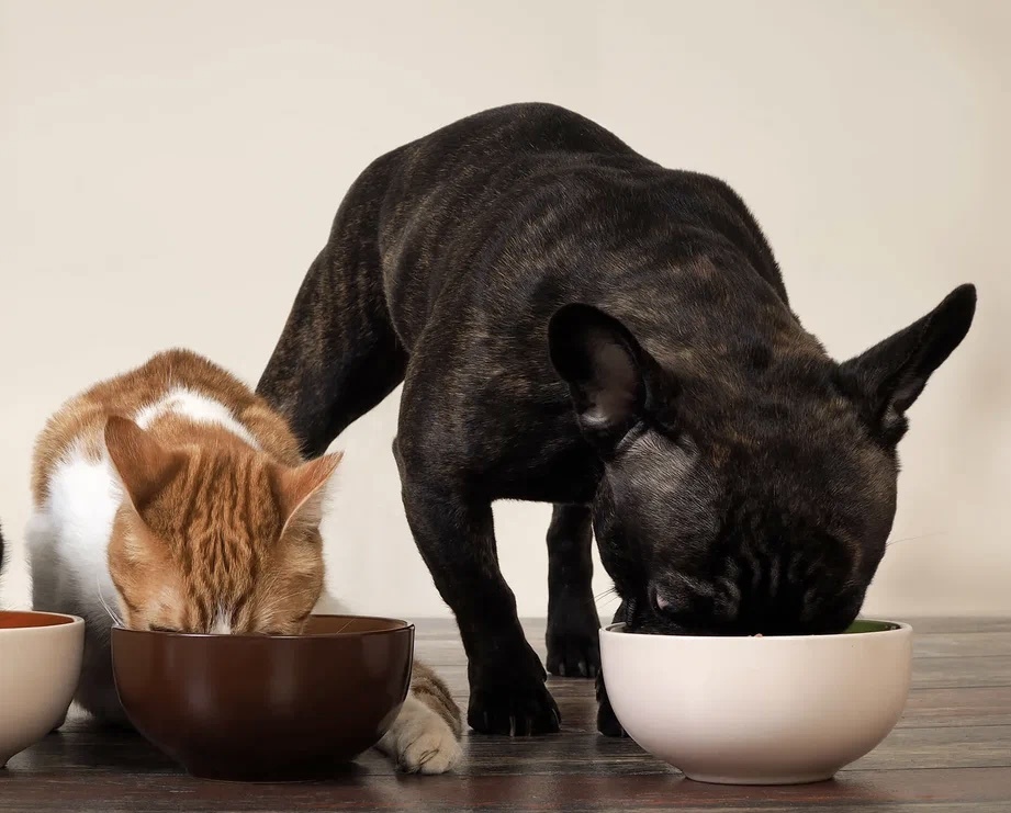 Больше интересного в нашем Telegram-канале! https://t.me/grand_prix_pet_food