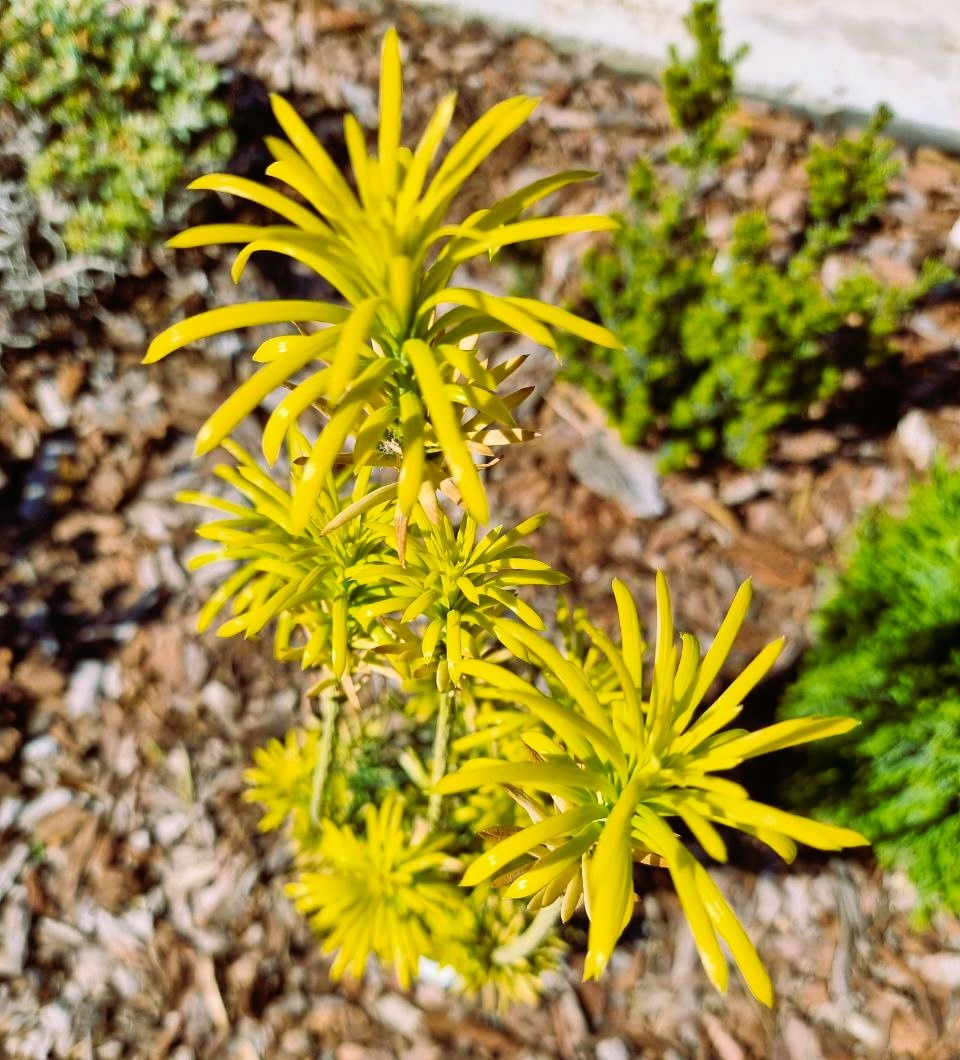 Cephalotaxus harringtonia 'Korean Gold' в моем саду. Анапа.