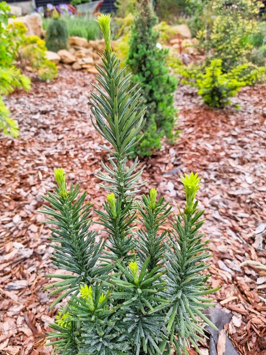 Cephalotaxus harringtonia 'Fastigiata' в моем саду. Анапа. Приросты весной приятного салатового цвета.