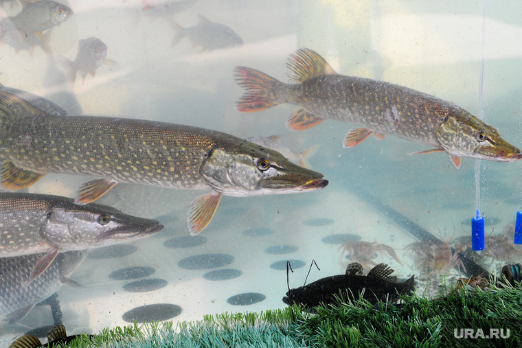 Активность щуки сильно зависит от времени суток. Фото: Вадим Ахметов © URA.RU