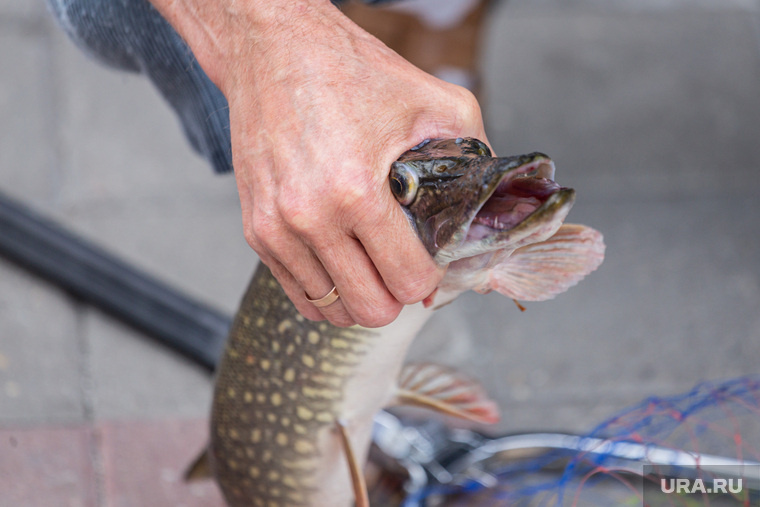 Летом щуку можно найти как на мелководных участках, так и на глубинах. Фото: Илья Московец © URA.RU