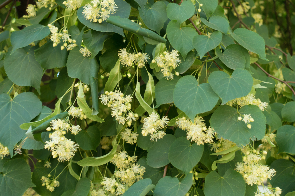    Цветение липы мелколистной