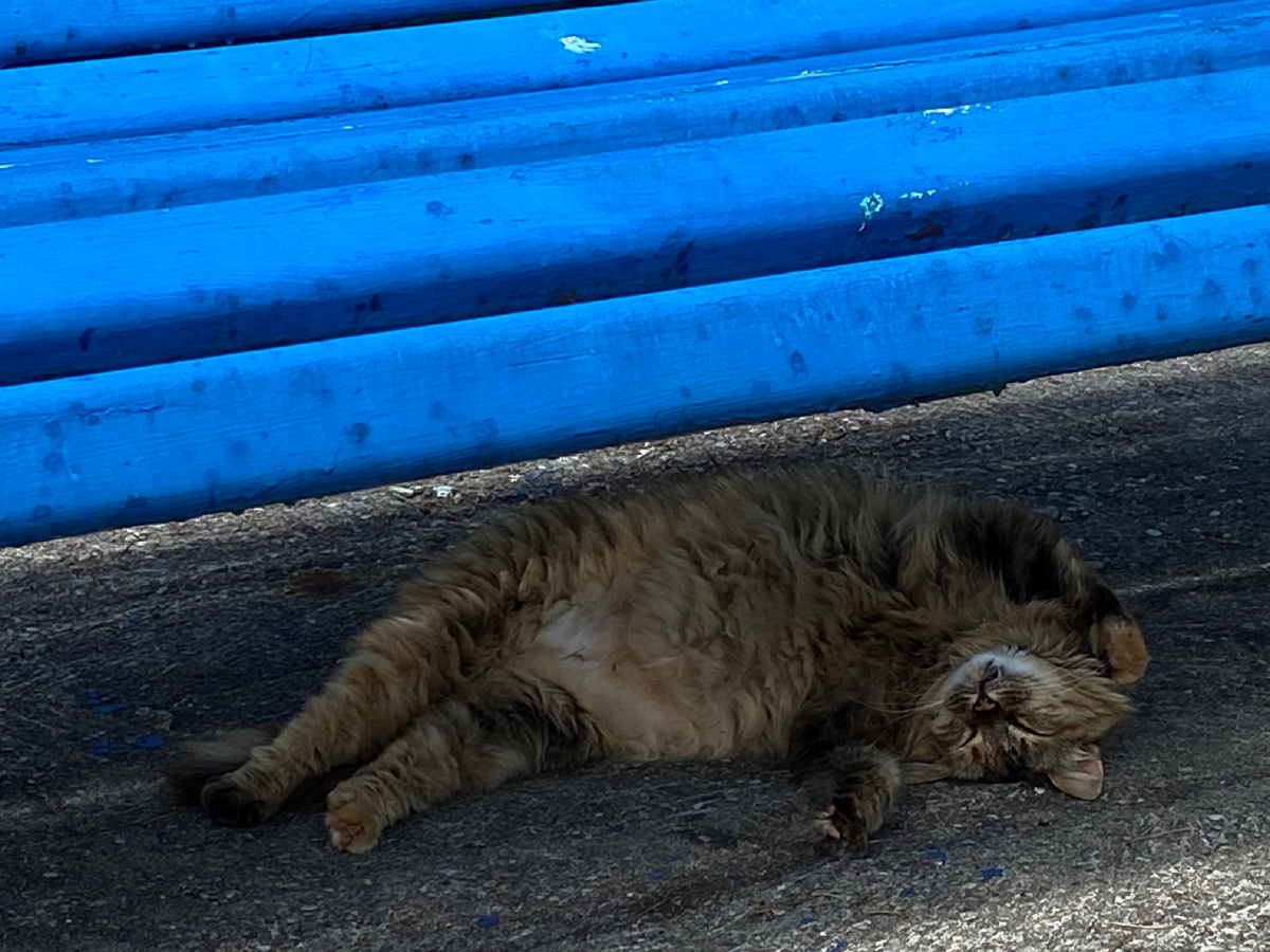 Кот расслабился и лежит спит под скамейкой. Фото из Светлогорска