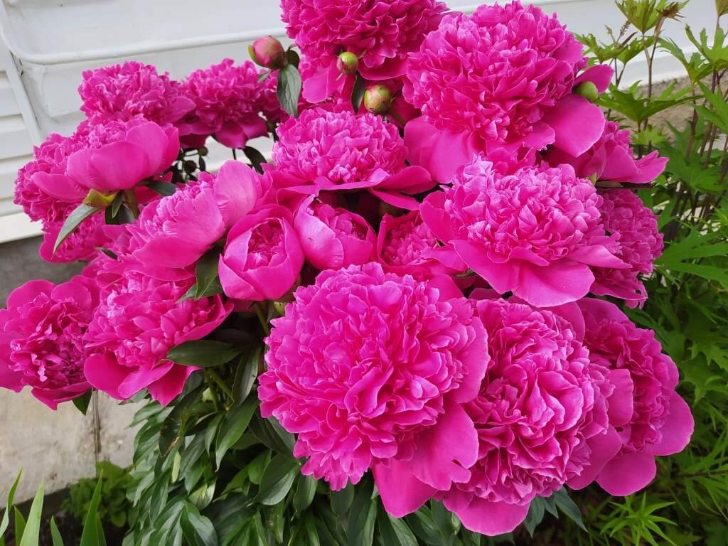 Чтобы пионы смотрелись так же эффектно, нужно их правильно сформировать и подвязать.