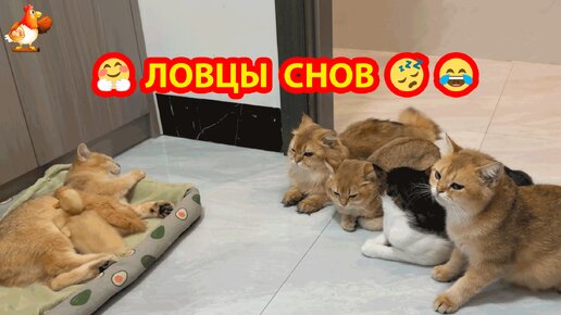 Сладкий сон под присмотром наблюдателей ❣️😴🥱 Цыпленок и Утенок в компании Кошек ❣️🤗😂