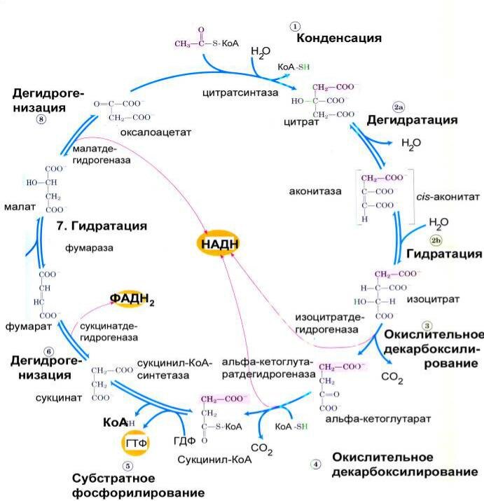 Фад в цикле кребса. Ацетил КОА цикл Кребса. Цикл трикарбоновых кислот биохимия кратко. Общая схема цикла Кребса. Пируват цикл Кребса схема.