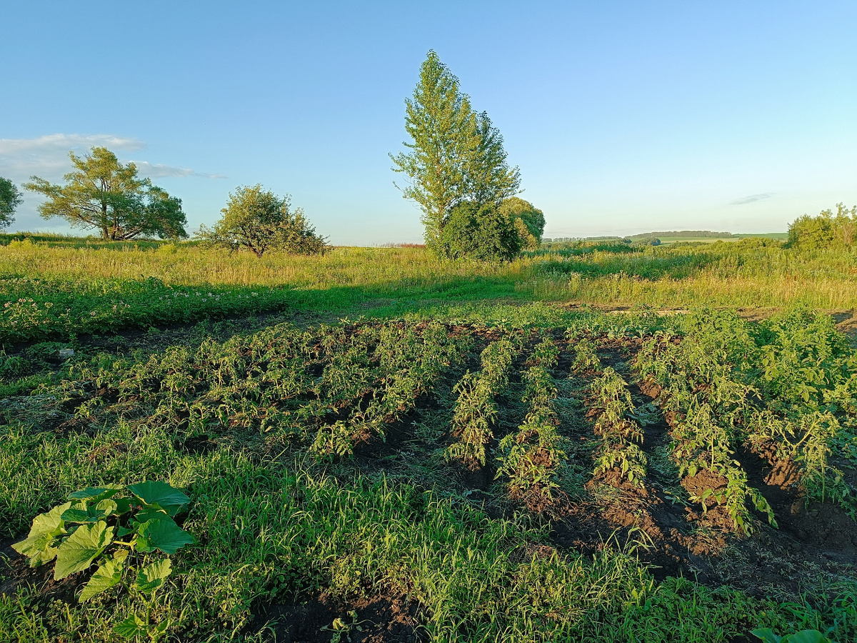 Справа, ниже последнего ряда, как раз сорняк видно, какой был снизу. И ещë такой, как на переднем фоне. Вон в междурядьях трава лежит плотным слоем. 