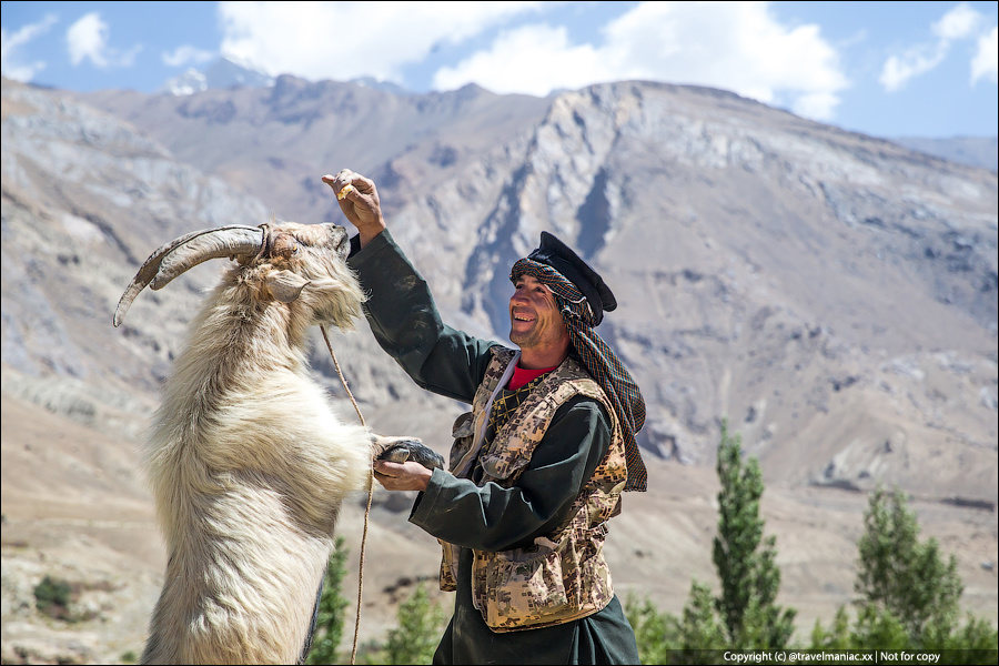 Если вы увидите, как таджик волочёт куда-то отчаянно сопротивляющуюся козу, знайте, что он с ней дальше будет делать не совсем хорошие вещи. И нет, речь не о забое на мясо.