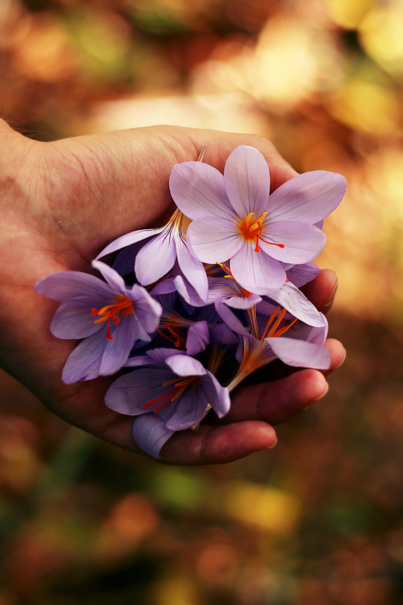 https://unsplash.com/photos/purple-petaled-flowers-on-persons-hand-UvVVnUmW2mQ