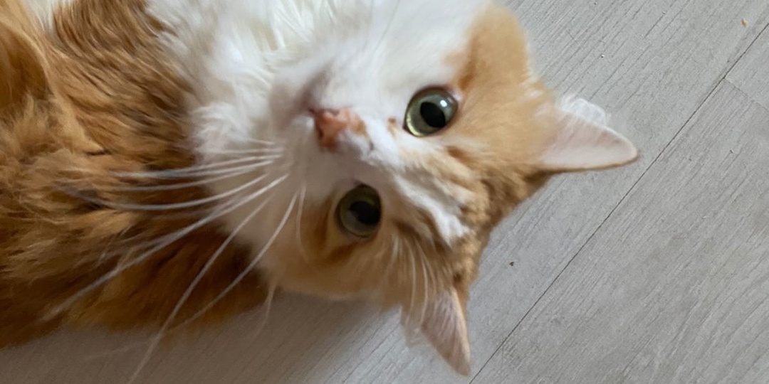 Пышнощекие красавцы и красавицы передают приветы из дома