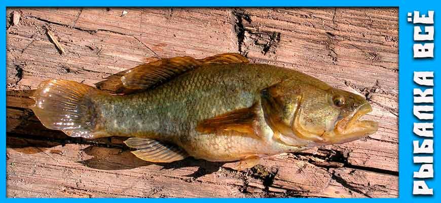 внешний вид рыбы ратан