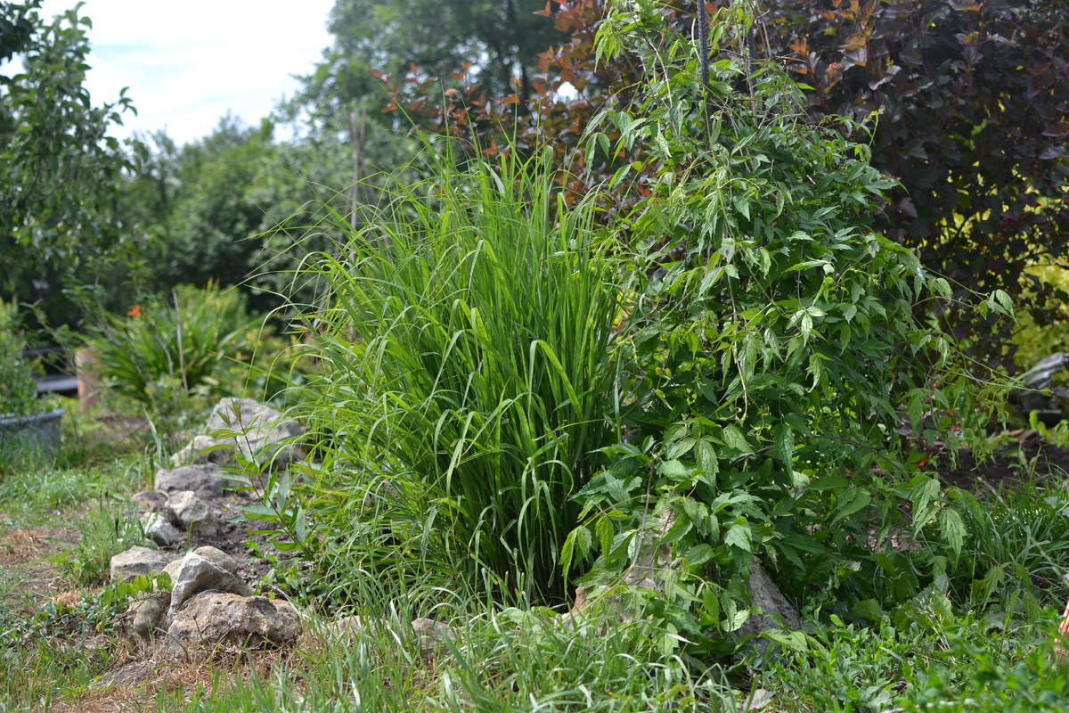 Мой сад. Все фото в статье мои