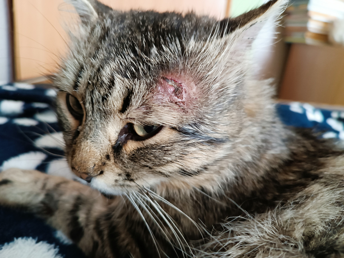 Тишкина болячка