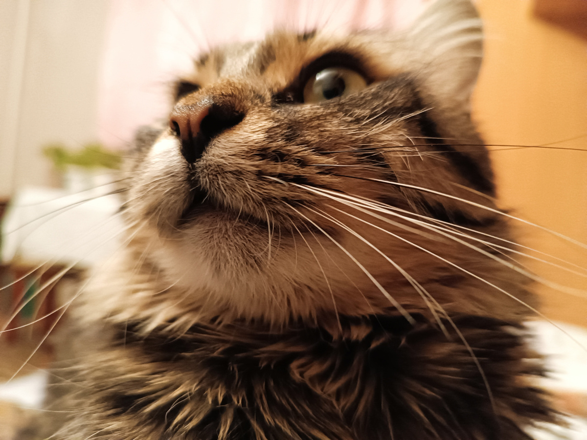 Мой красавчик усастый