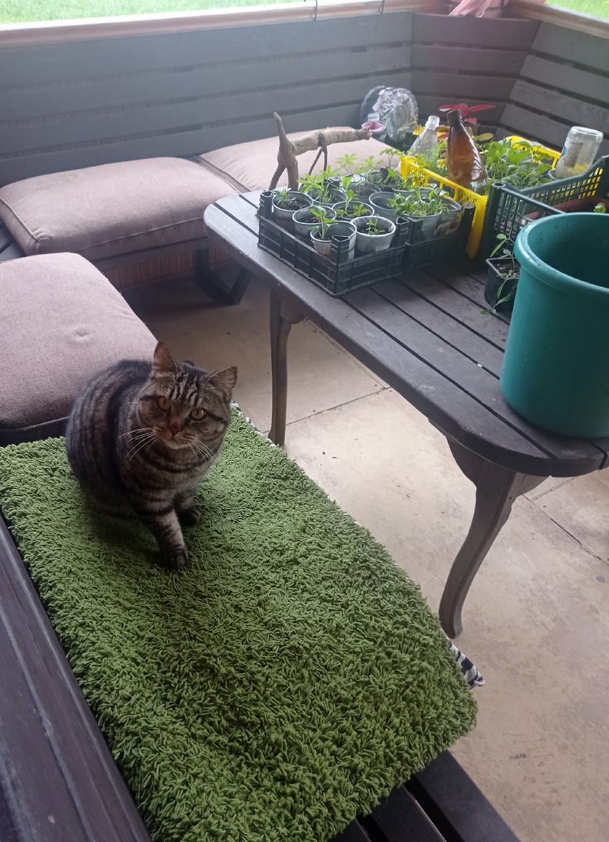 Домой, пустите?