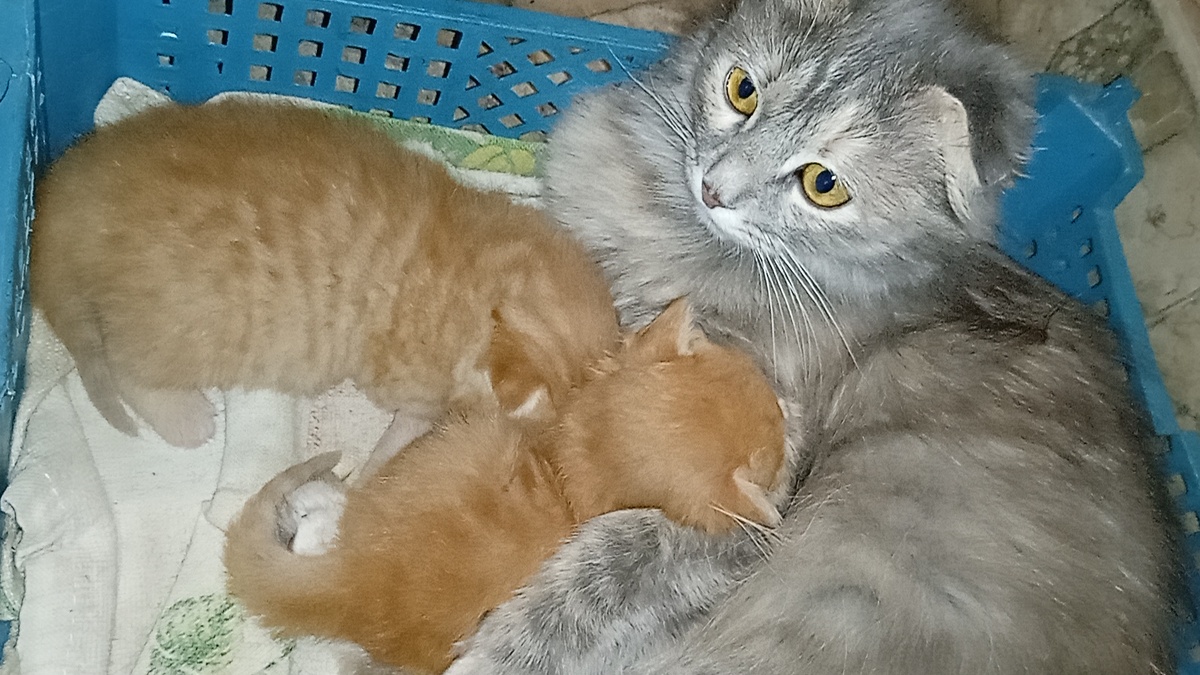 Моя вислоухая кошечка Зайка 29 апреля родила двух котят, это были её первые роды. Ей было на то время ровно 11 месяцев.  Зайка родилась 29 мая 2023 г. Её мама Картошка погибла от собак бандитов.