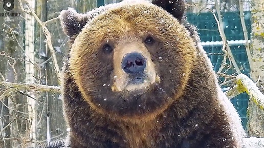 Красивый медвежонок и романтичный снегопад🐻❄️ Медведь Мансур