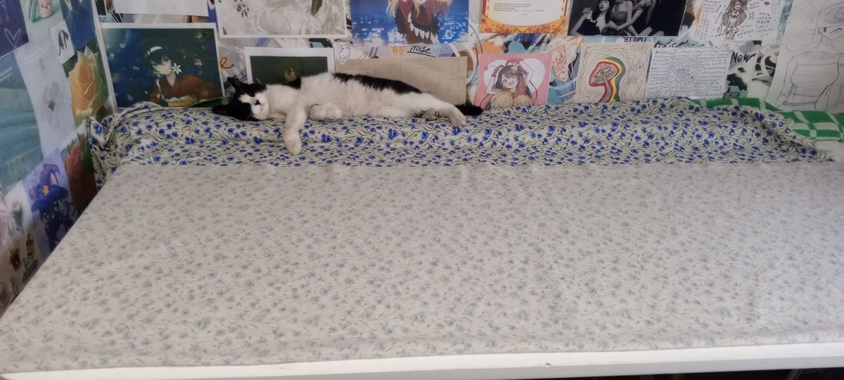 В этом доме все для котиков. 