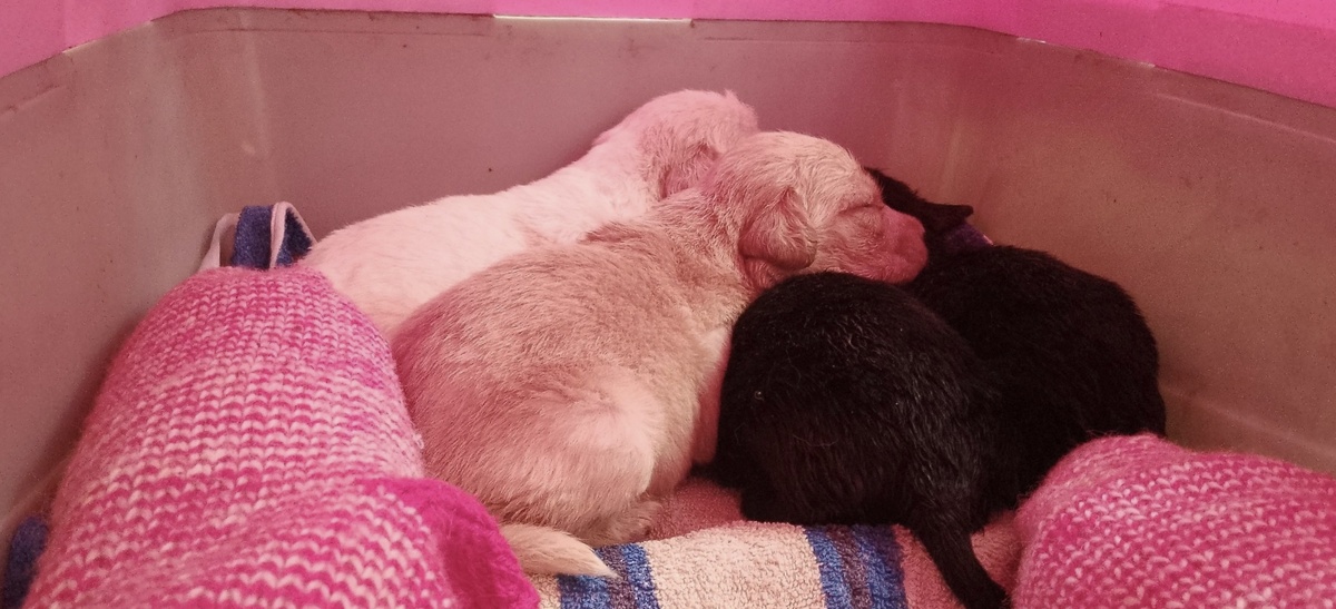 5 штук малявок, которым отроду  пара-тройка дней. 