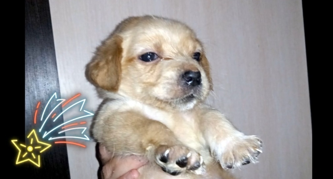 На передержке.