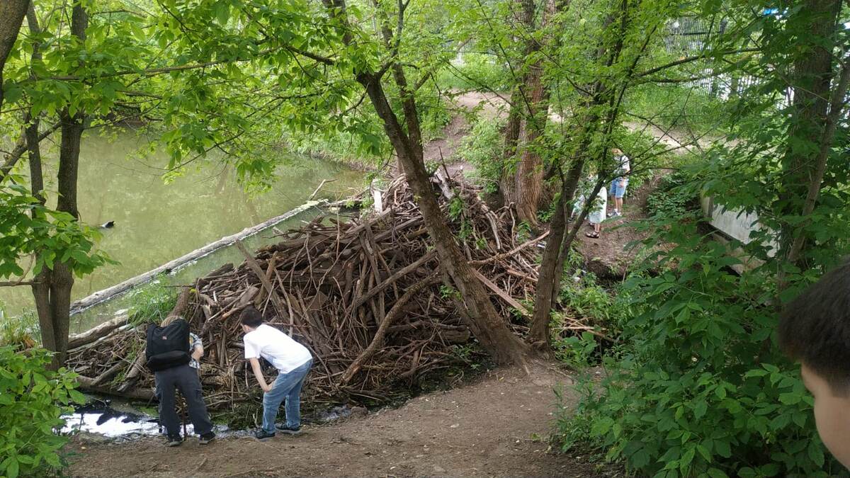 В гости к бобрам. Дети думали, что там хатки. А это плотина, и та рукотворная.