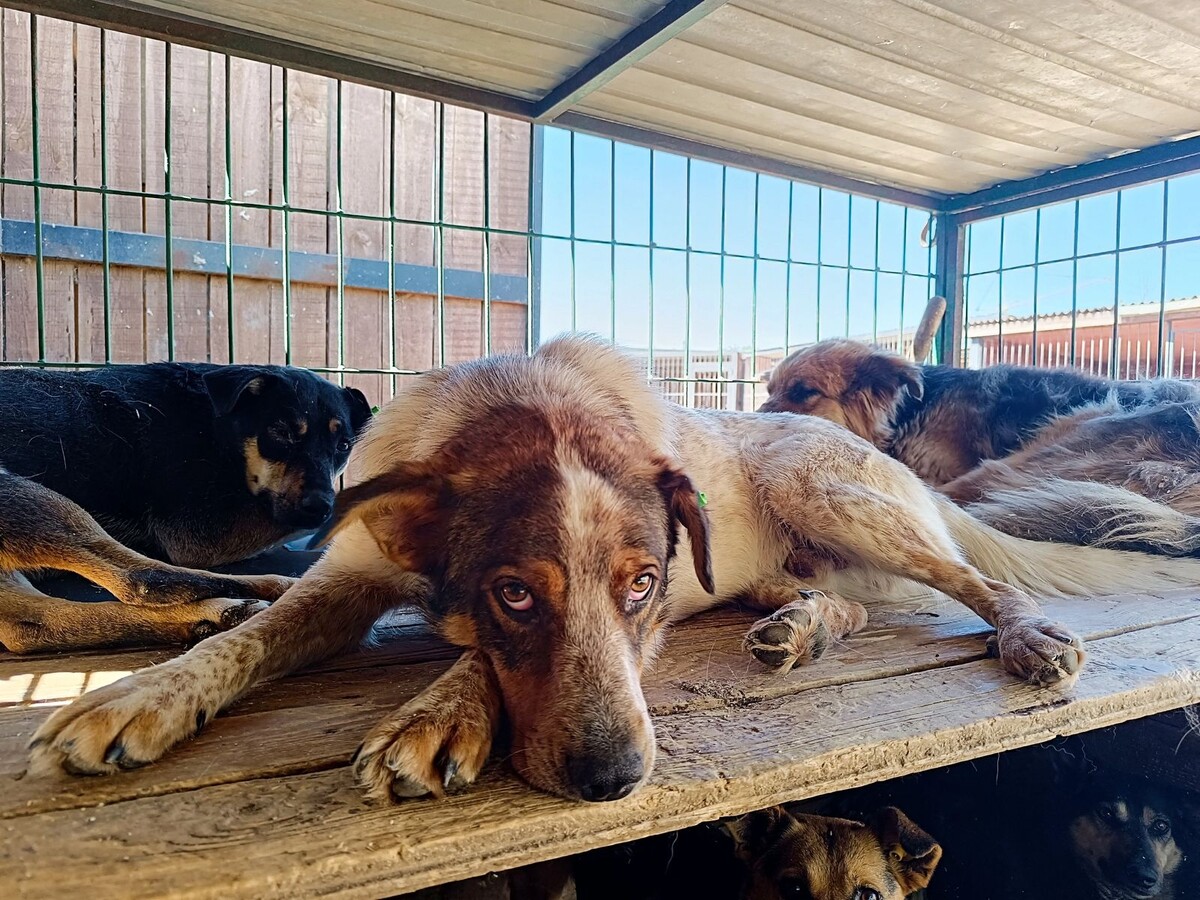 Фото Городской службы по контролю за безнадзорными животными 