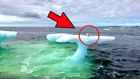 Рыбаки увидели непонятное существо на льдине. Разглядев они начали таранить льдину!!!