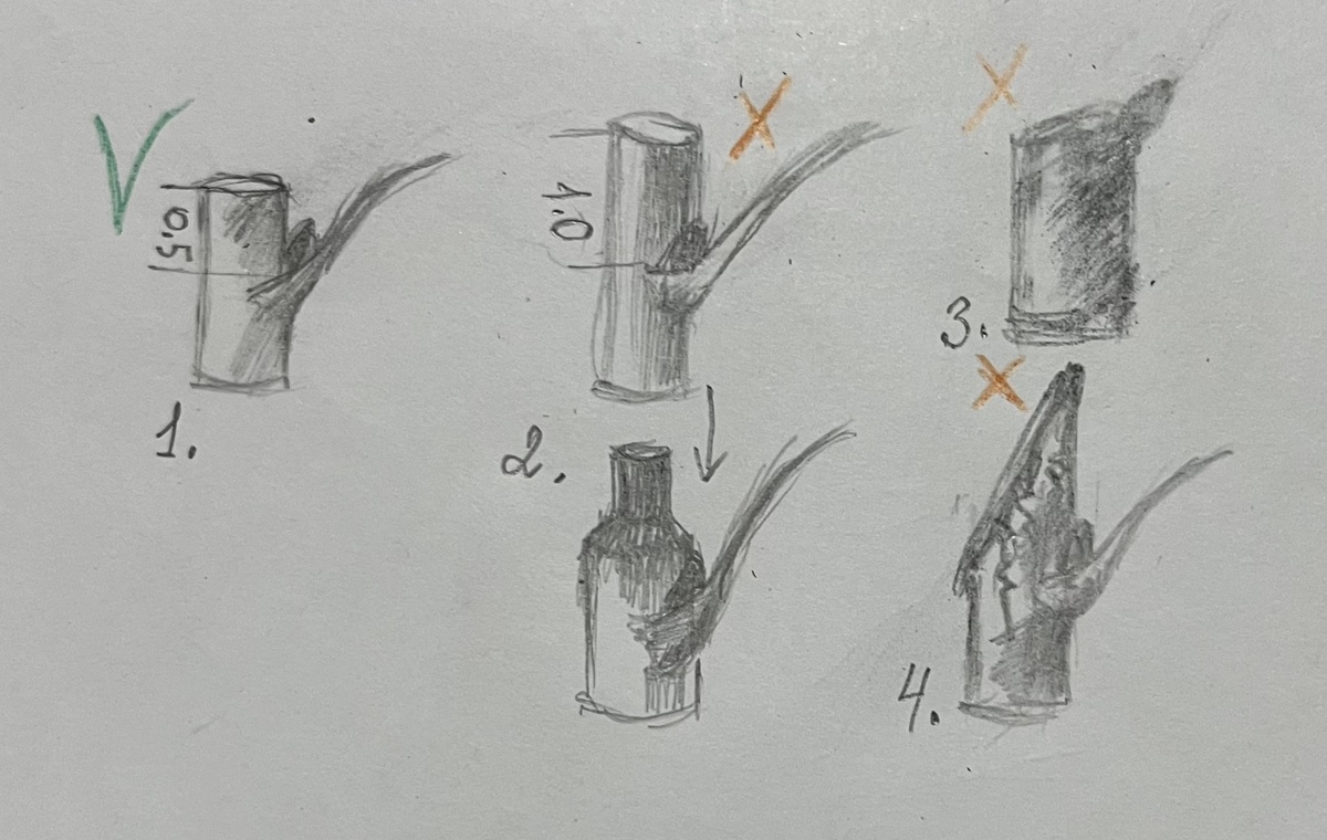 ** 1. Правильно; 2. Далеко от почки, побег будет сохнуть; 3. Близко к почке, засохнет сама почка; 4. Большой угол среза, побег треснет; (рисунок мой, надеюсь понятный:))