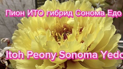 Пион ИТО гибрид «Сонома Едо», Itoh Peony «Sonoma Yedo»