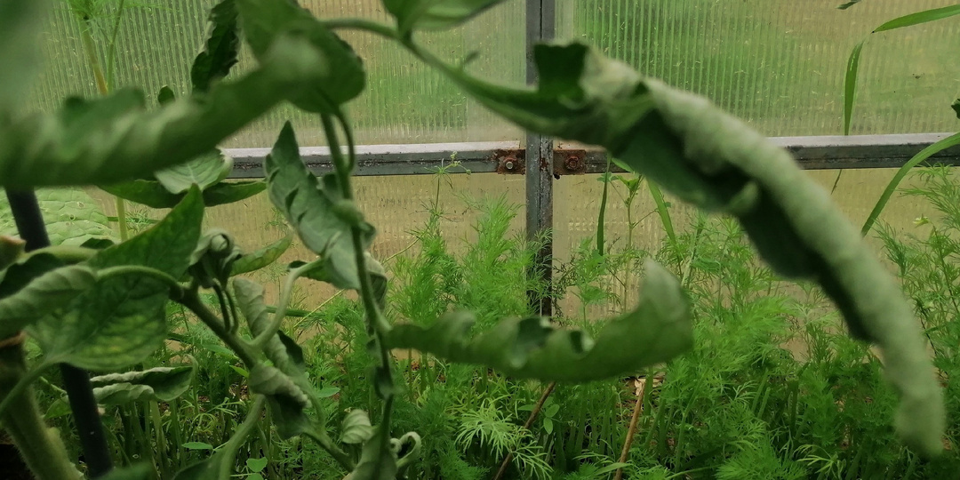 Простое "удобрение для томатов", от которых они – без ума. Урожай от таких подкормок получается отменным (уже 3 года использую)