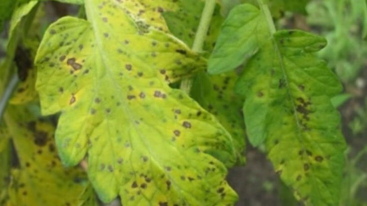 Если заметили желтизну на листьях, может быть, растения поразил хлороз. 