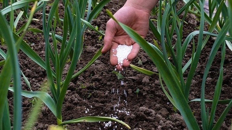 По мнению агрономов прекратить подкармливать азотом стоит после того, как разовьется 6-ой настоящий лист.